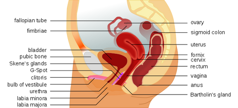 Anatomy Of Anal Sex